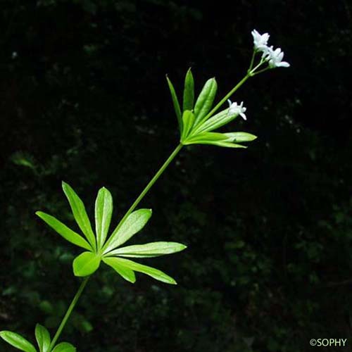 Aspérule odorante - Galium odoratum