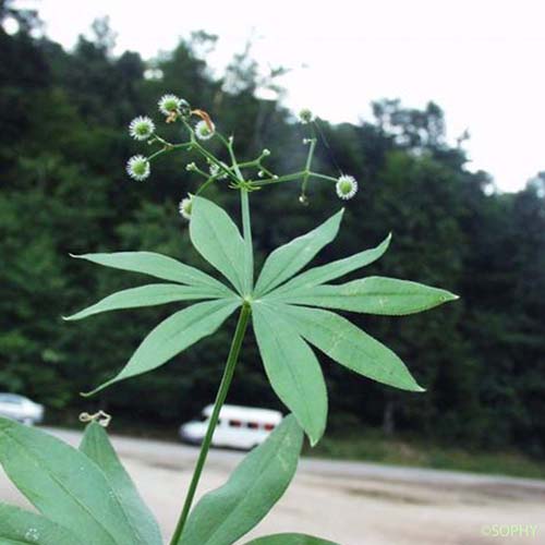 Aspérule odorante - Galium odoratum