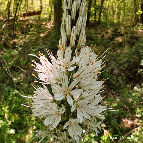 Asphodèle blanc - Asphodelus albus subsp. albus