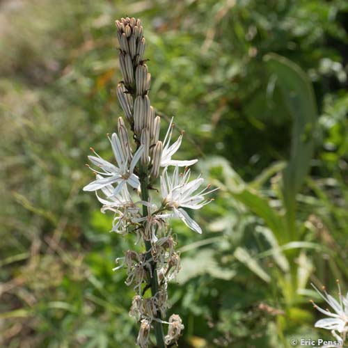 Asphodèle du Dauphiné - Asphodelus albus subsp. subalpinus