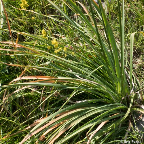 Asphodèle du Dauphiné - Asphodelus albus subsp. subalpinus