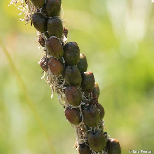 Asphodèle du Dauphiné - Asphodelus albus subsp. subalpinus