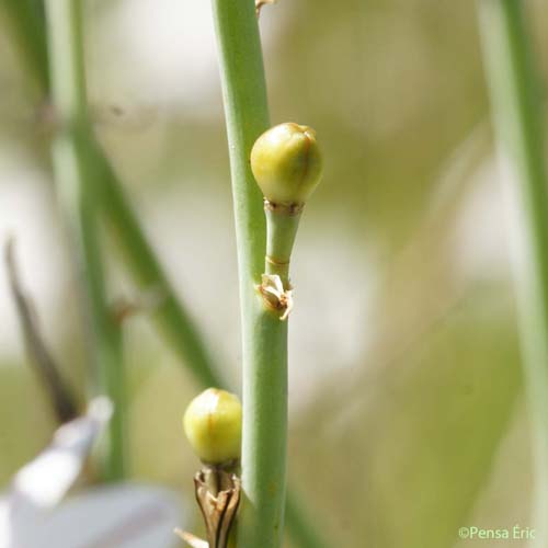 Asphodèle fistuleux - Asphodelus fistulosus