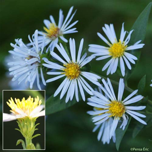 Aster à feuilles de Saule - Symphyotrichum x salignum