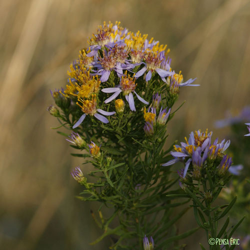 Aster acre - Galatella sedifolia subsp. sedifolia