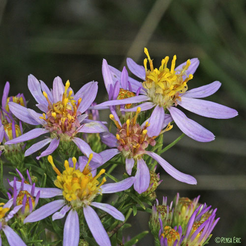 Aster acre - Galatella sedifolia subsp. sedifolia