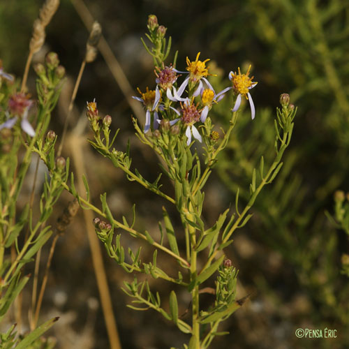 Aster acre - Galatella sedifolia subsp. sedifolia