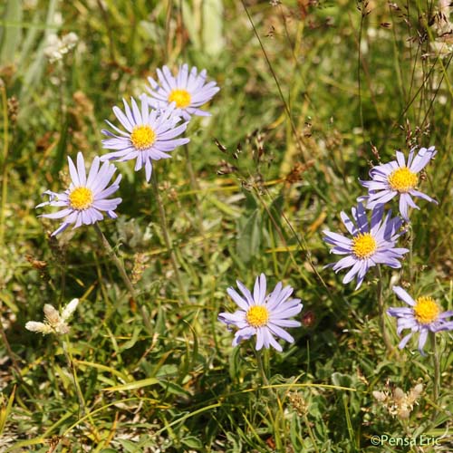 Aster des Alpes - Aster alpinus