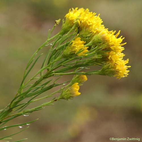 Aster linosyris - Galatella linosyris