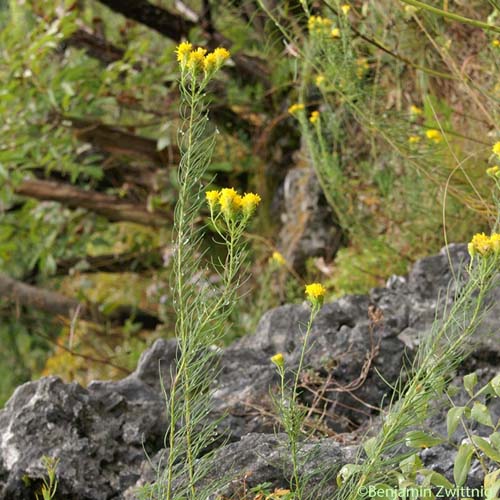 Aster linosyris - Galatella linosyris