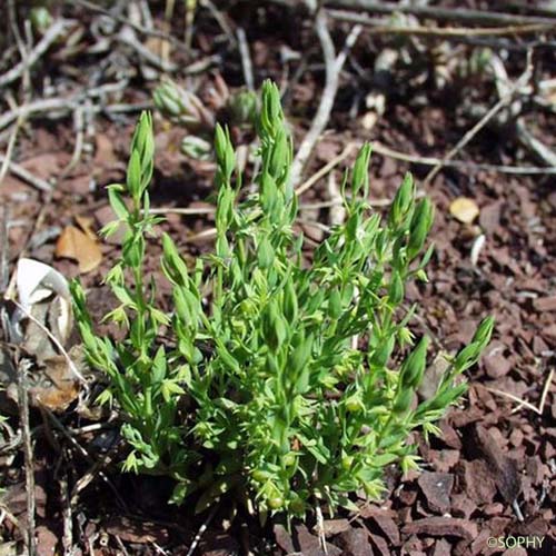 Astéroline en étoile - Lysimachia linum-stellatum