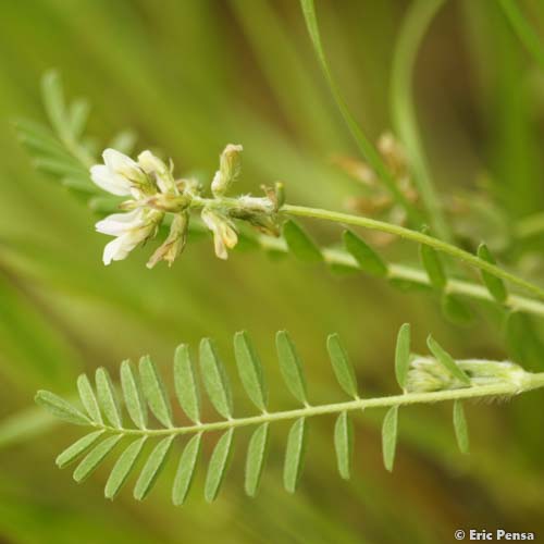 Astragale à hameçon - Astragalus hamosus