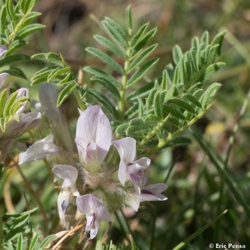 Astragale aristé - Astragalus sempervirens subsp. sempervirens