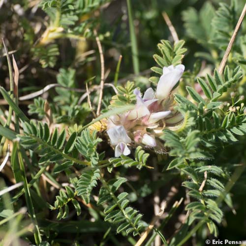 Astragale aristé - Astragalus sempervirens subsp. sempervirens