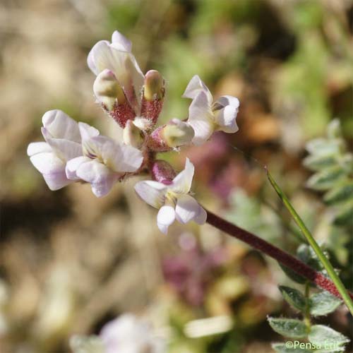 Astragale austral - Astragalus australis