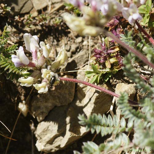 Astragale austral - Astragalus australis