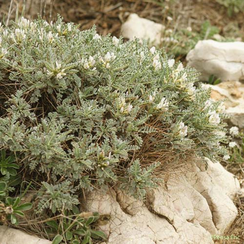 Astragale de Marseille - Astragalus tragacantha