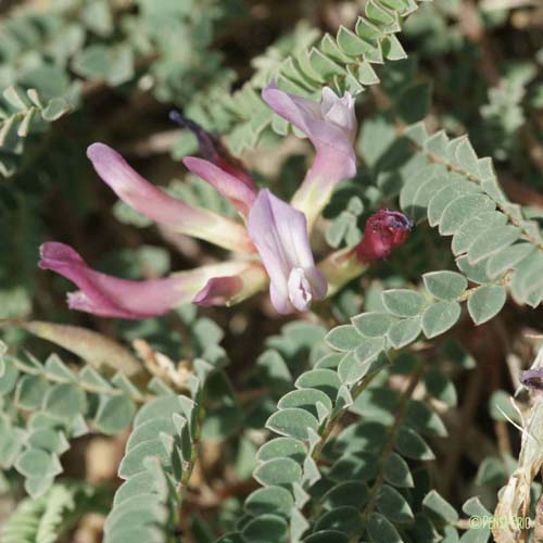 Astragale de Montpellier - Astragalus monspessulanus subsp. monspessulanus