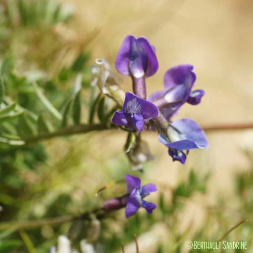 Astragale du Danemark - Astragalus danicus