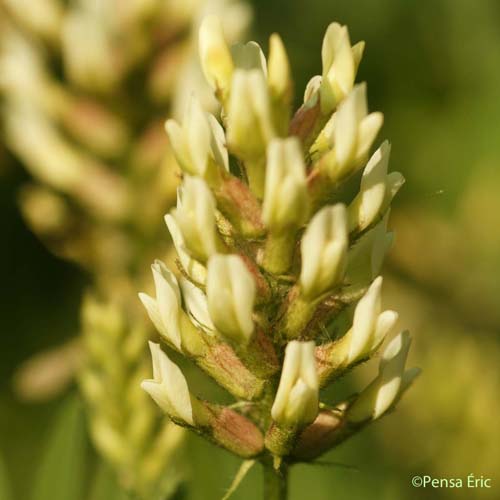 Astragale pois-chiche - Astragalus cicer