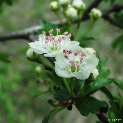 Aubépine à deux styles - Crataegus laevigata