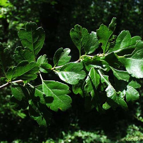 Aubépine à deux styles - Crataegus laevigata