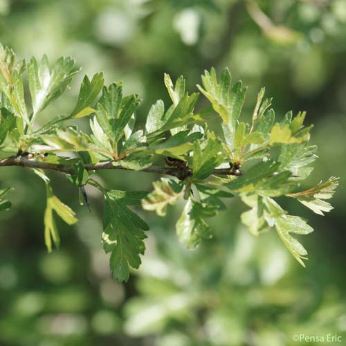 Aubépine à un style - Crataegus monogyna