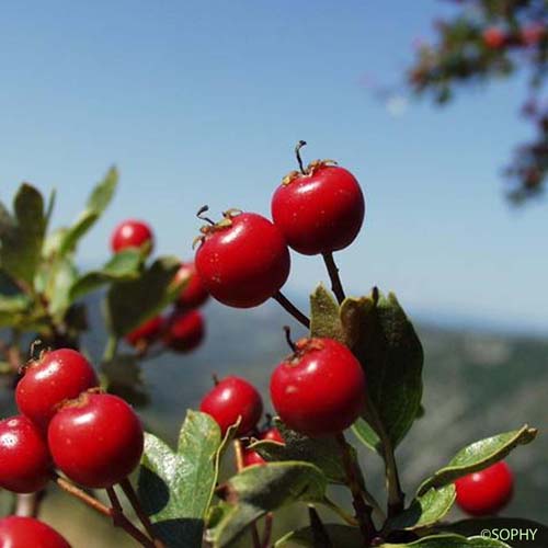 Aubépine à un style - Crataegus monogyna