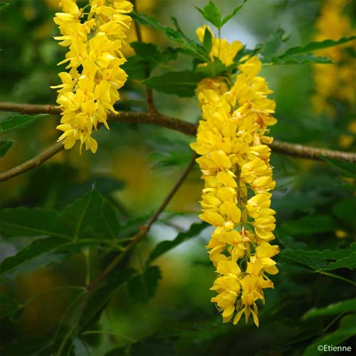 Aubour des Alpes - Laburnum alpinum