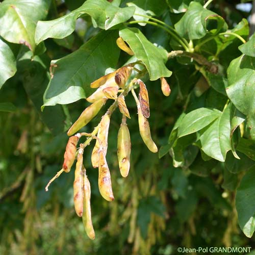 Aubour des Alpes - Laburnum alpinum