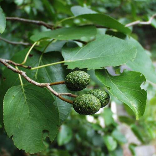 Aulne à feuilles en coeur - Alnus cordata