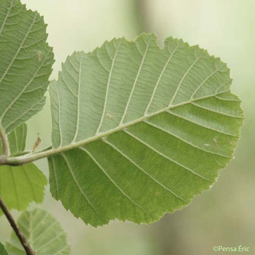 Aulne glutineux - Alnus glutinosa