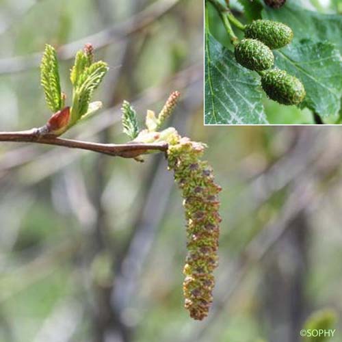 Aulne vert - Alnus alnobetula subsp. alnobetula