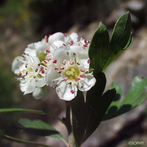 Azarolier - Crataegus azarolus