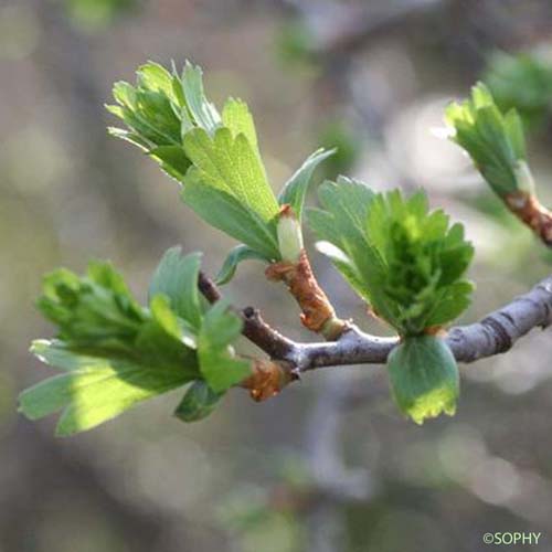 Azarolier - Crataegus azarolus