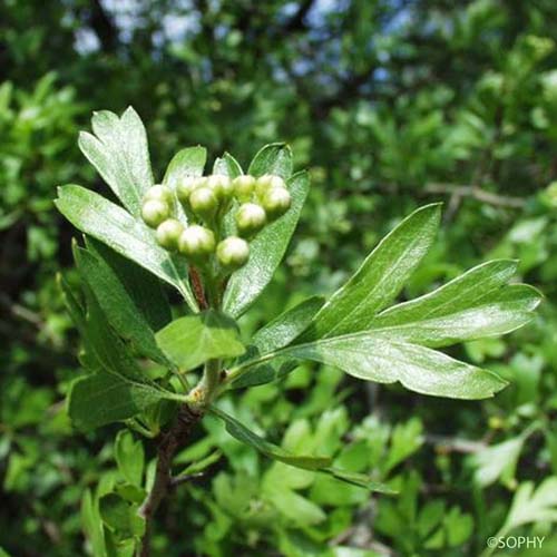 Azarolier - Crataegus azarolus