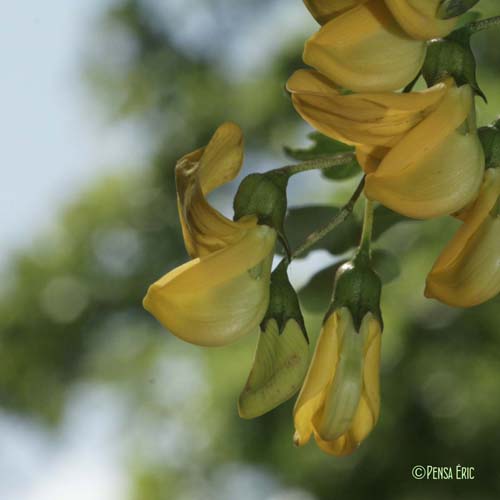 Baguenaudier - Colutea arborescens