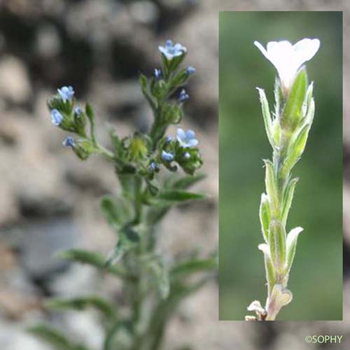 Bardanette hérissée - Lappula squarrosa