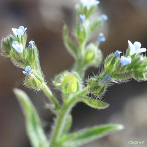 Bardanette hérissée - Lappula squarrosa