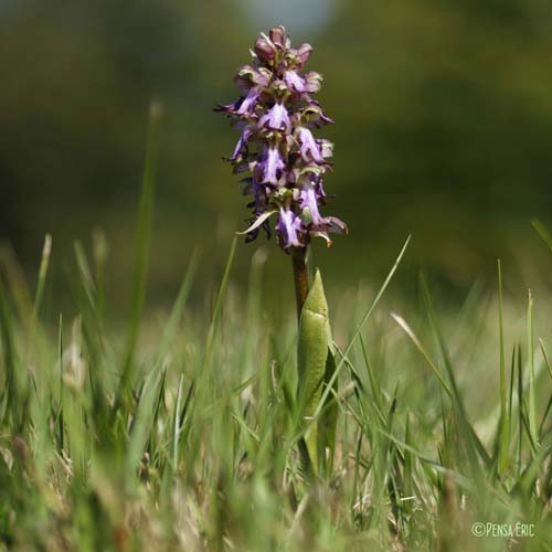 Barlie de Robert - Himantoglossum robertianum