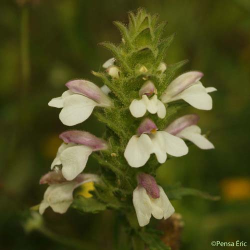Bartsie - Bellardia trixago