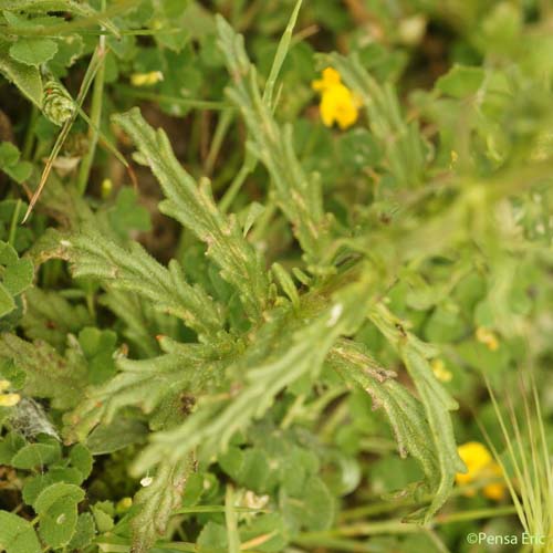 Bartsie - Bellardia trixago