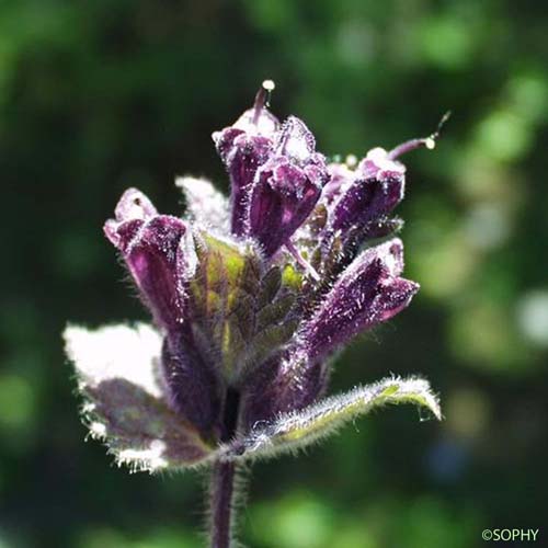 Bartsie des Alpes - Bartsia alpina