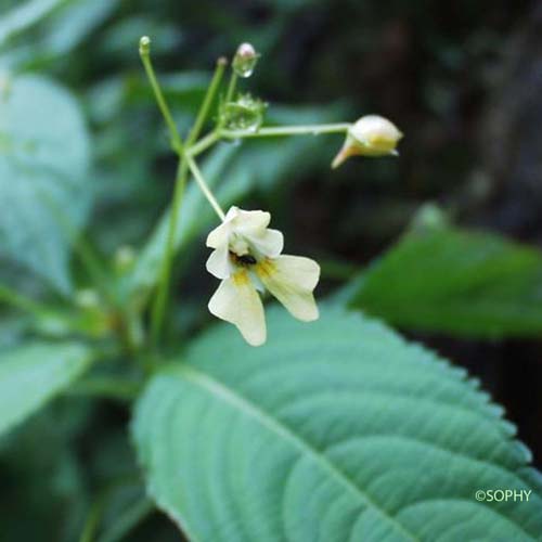 Balsamine à petites fleurs - Impatiens parviflora