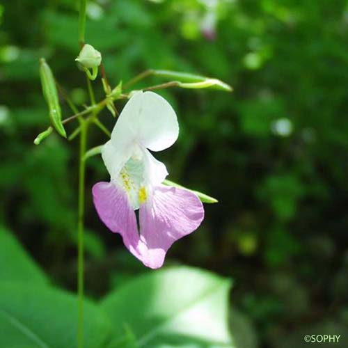 Balsamine de Balfour - Impatiens balfouri