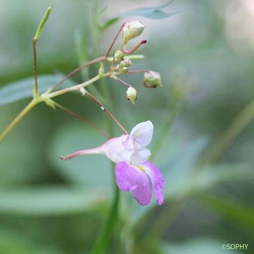 Balsamine de Balfour - Impatiens balfouri