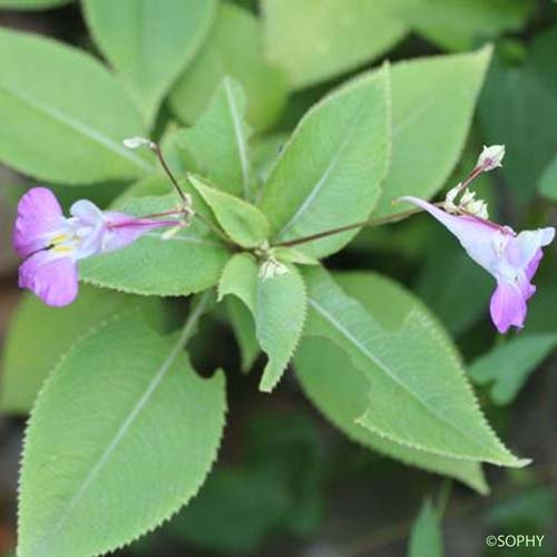 Balsamine de Balfour - Impatiens balfouri