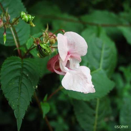 Balsamine de l'Himalaya - Impatiens glandulifera