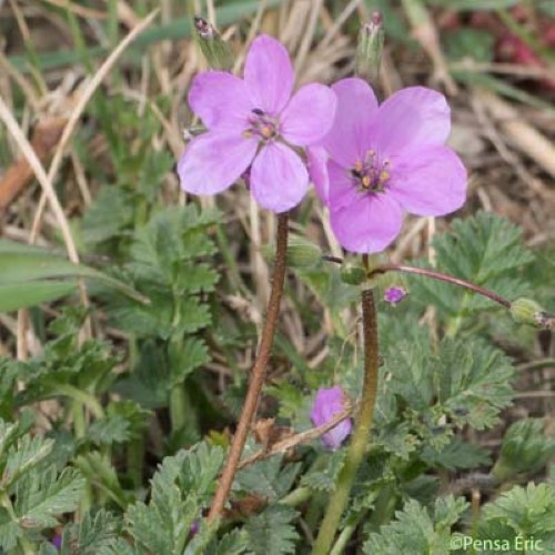 Bec-de-grue acaule - Erodium acaule