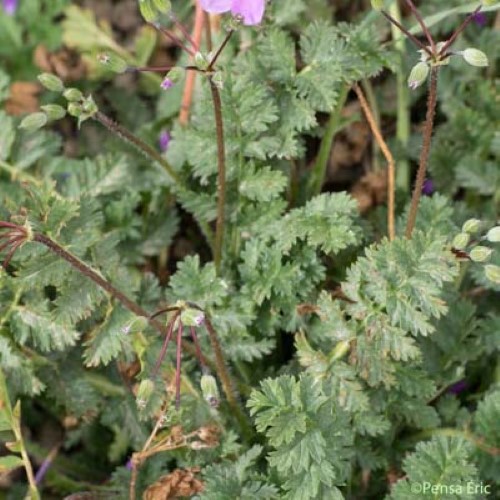 Bec-de-grue acaule - Erodium acaule